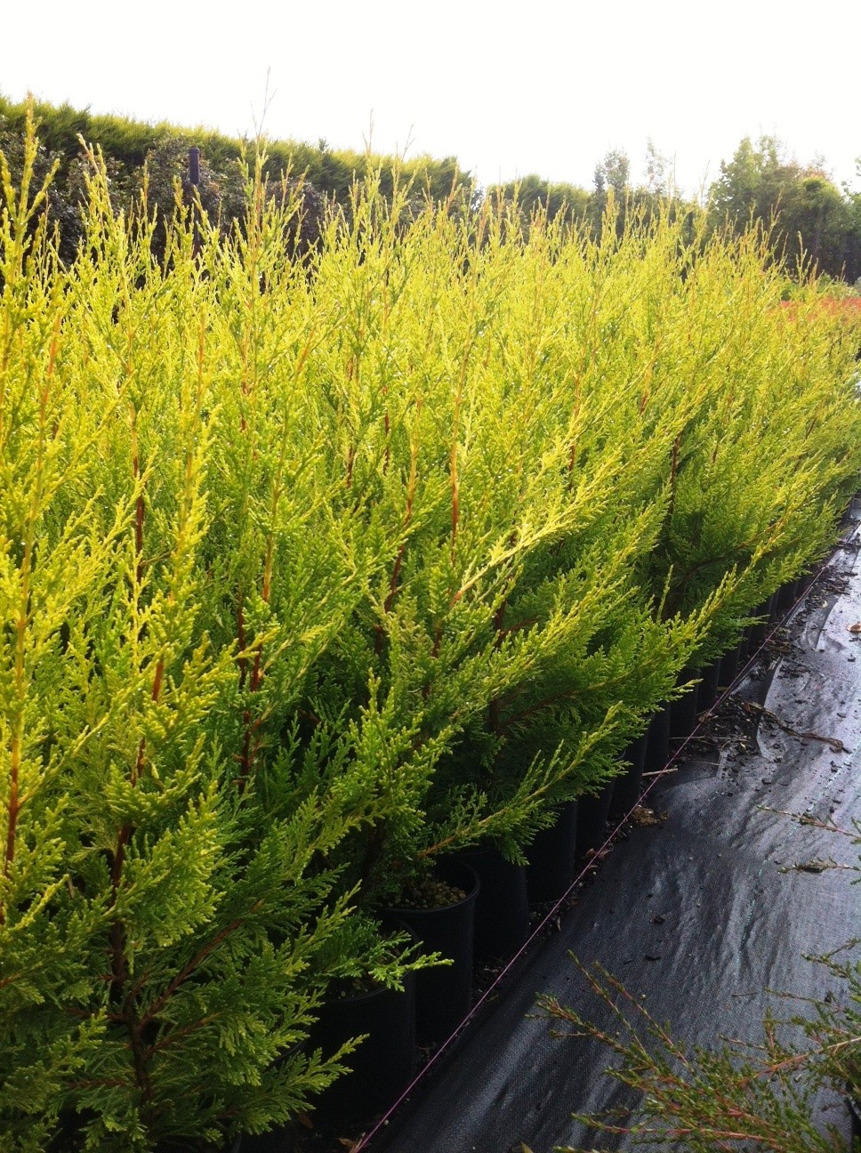 Cupressus leylandii 'Excalibur Gold'